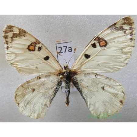 Hypermnestra helios Nickerl, 1846 Uzbekistan27a